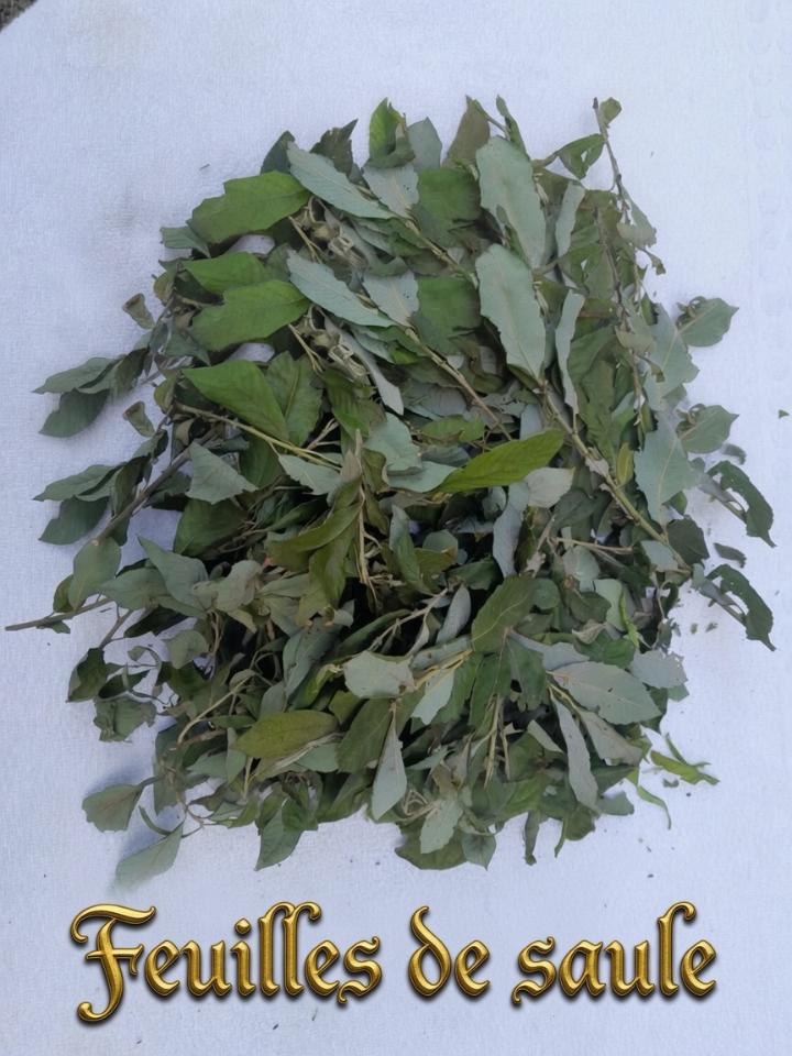 feuille de saule